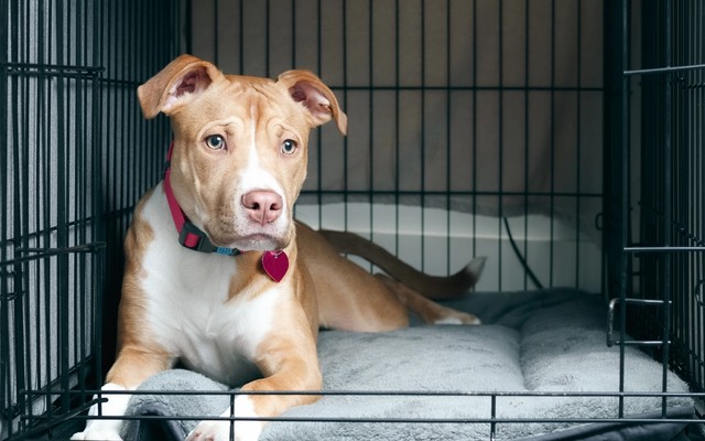 TOP 10 Reasons I Crate Train as a Balanced Dog Trainer & Dog Owner