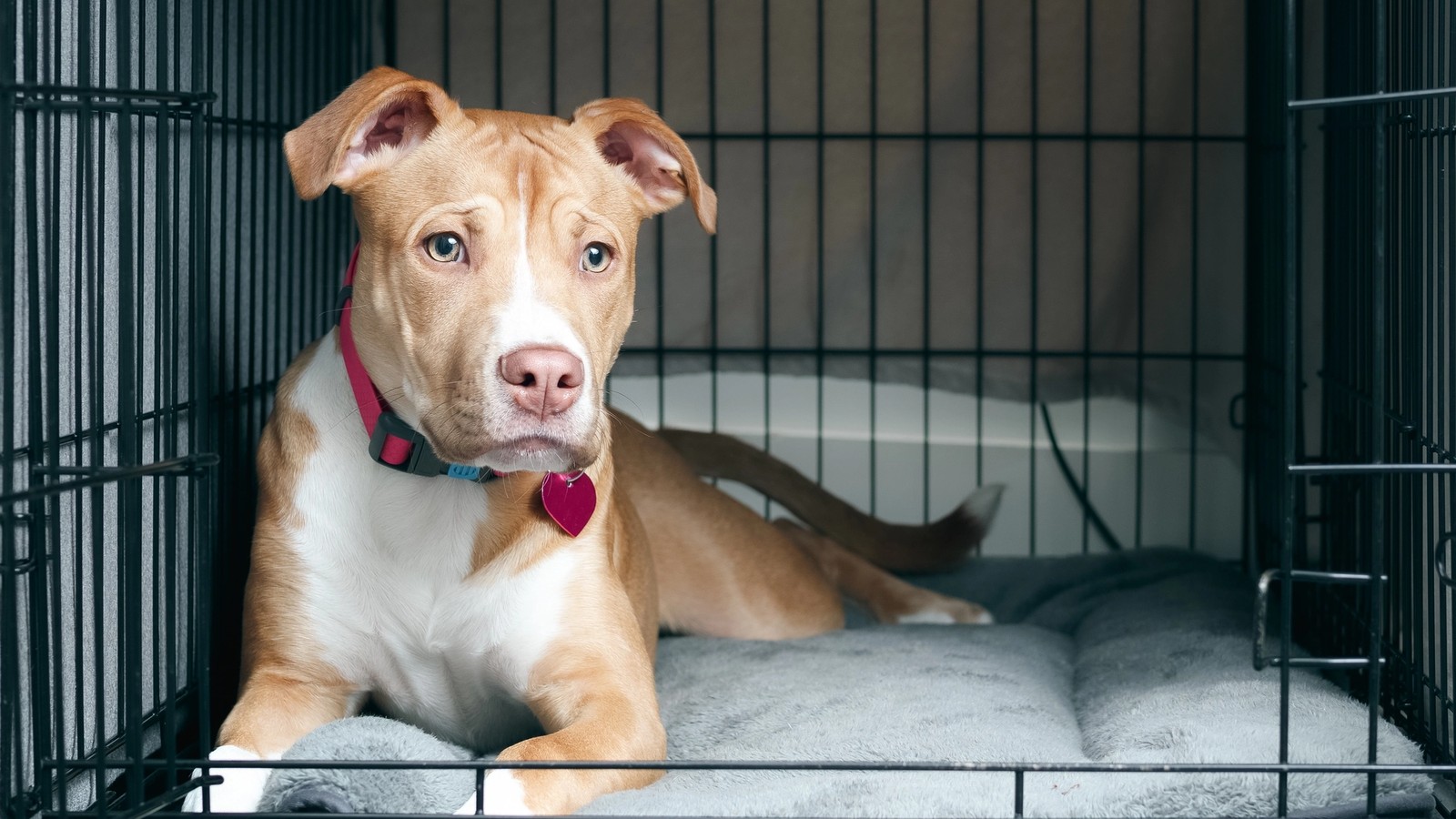 TOP 10 Reasons I Crate Train as a Balanced Dog Trainer & Dog Owner