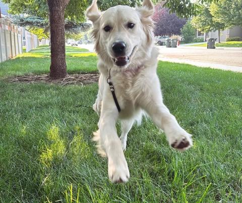 happy dog running in field
