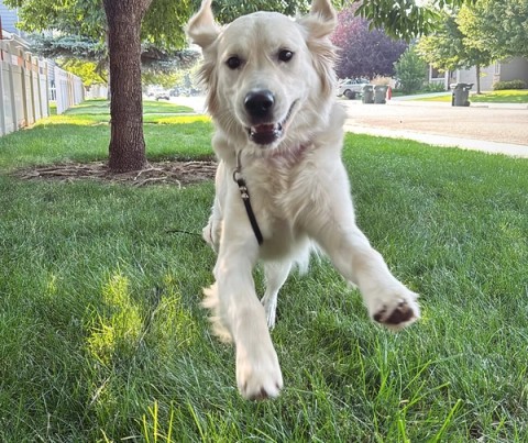 happy dog running in field