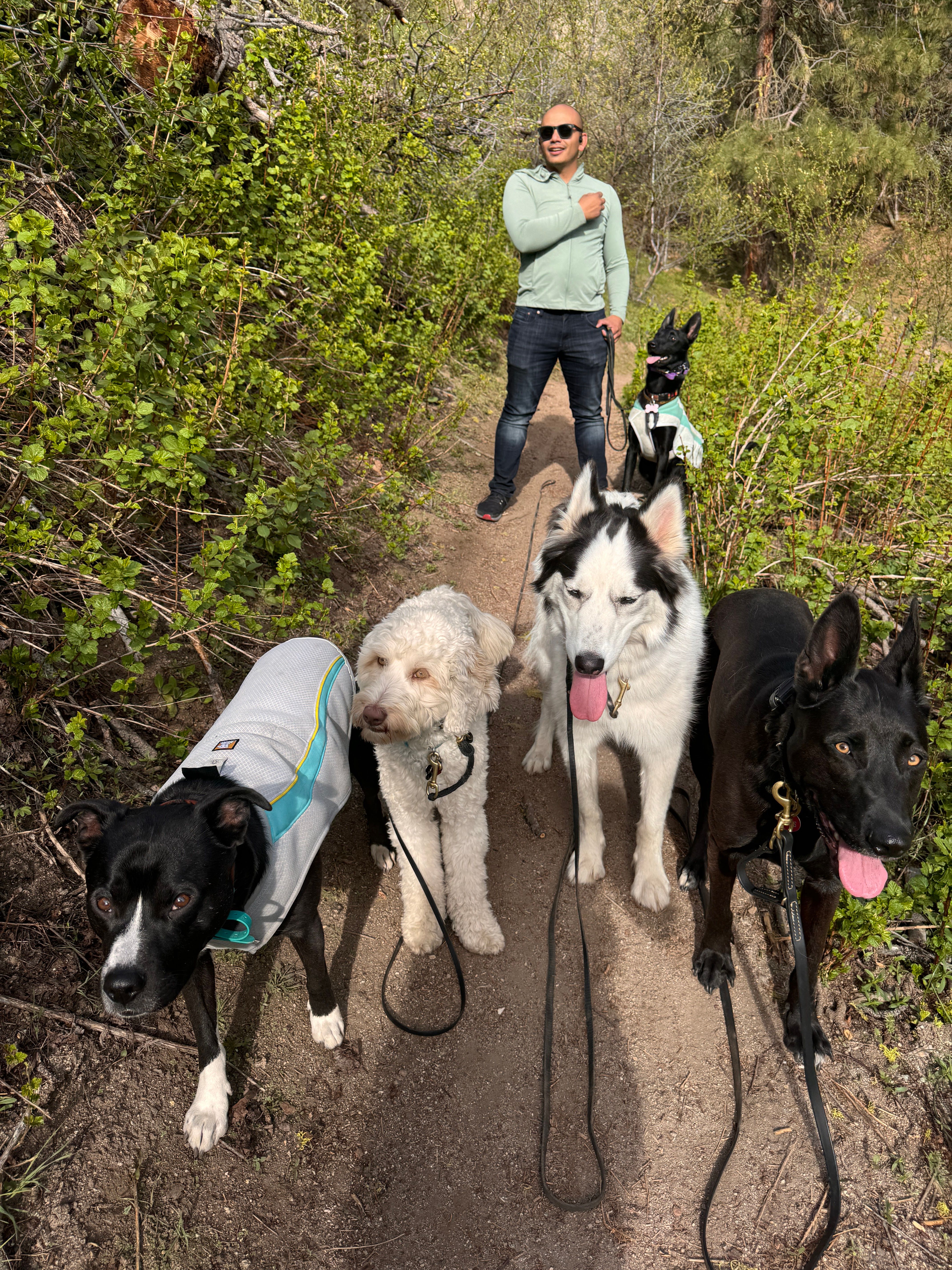 5 Reasons Why I Do Not Take My Dogs to the Dog Park (And What I do Instead!)