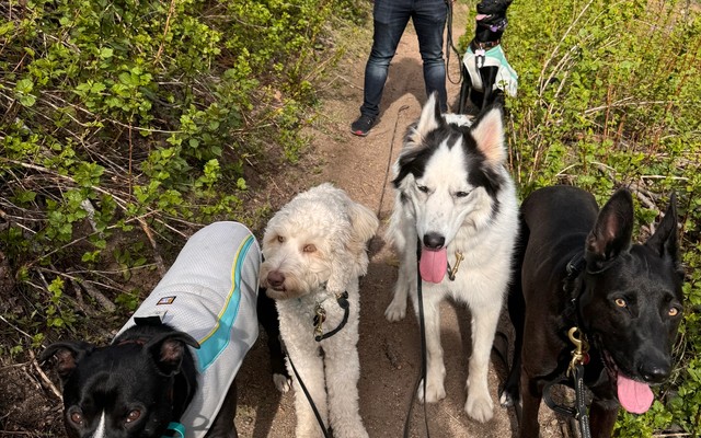 5 Reasons Why I Do Not Take My Dogs to the Dog Park (And What I do Instead!)