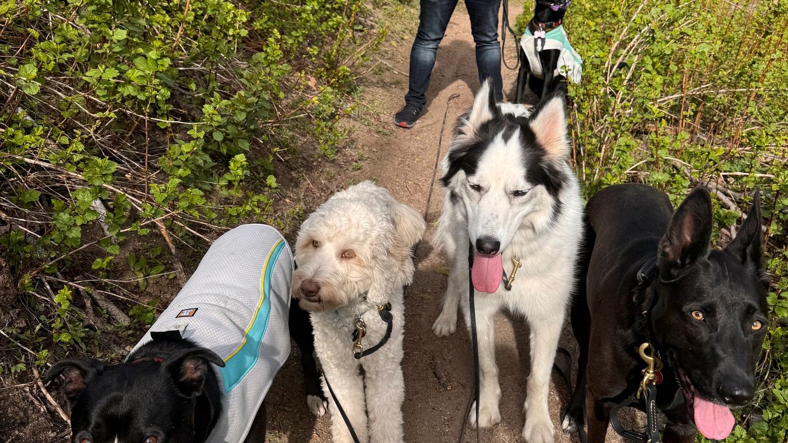 5 Reasons Why I Do Not Take My Dogs to the Dog Park (And What I do Instead!)
