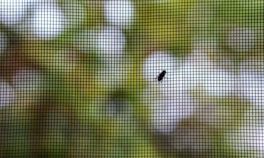 Window Screen Repair: Ensuring Fresh Air and Keeping Pests Out