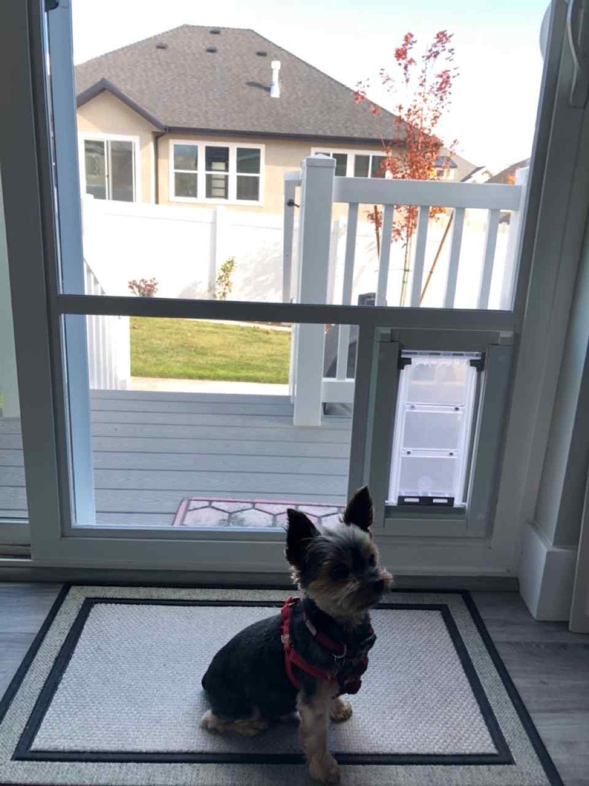 In-Glass Pet Doors