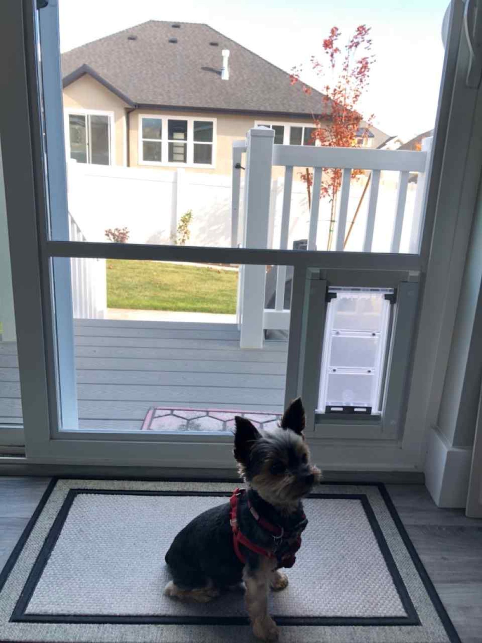 In-Glass Pet Doors
