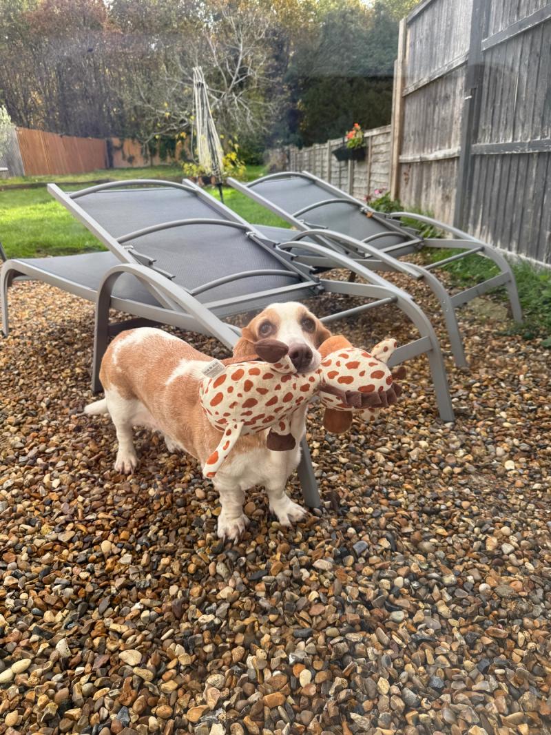 Play is important fir emotional wellbeing