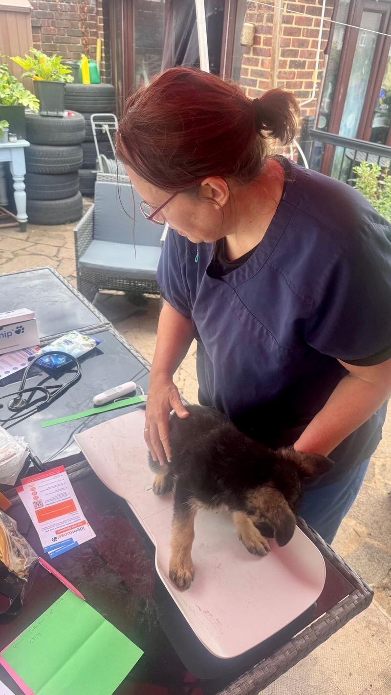 Microchipping in the garden, some gorgeous well behaved puppies