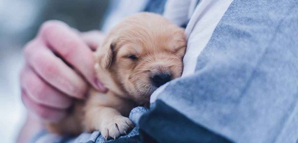 Top tips for new dog owners this puppy season Top tips for new dog owners this puppy season