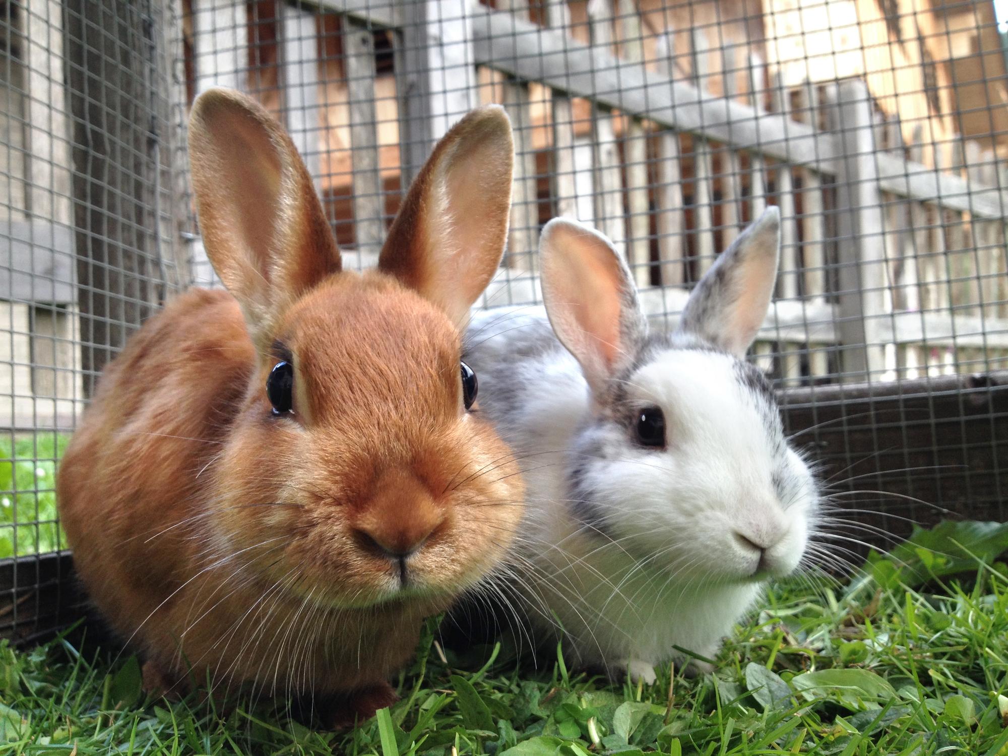 Rabbit Insurance Apply For Cover | Pet Insurance & Coverage | Pet-n-Sur