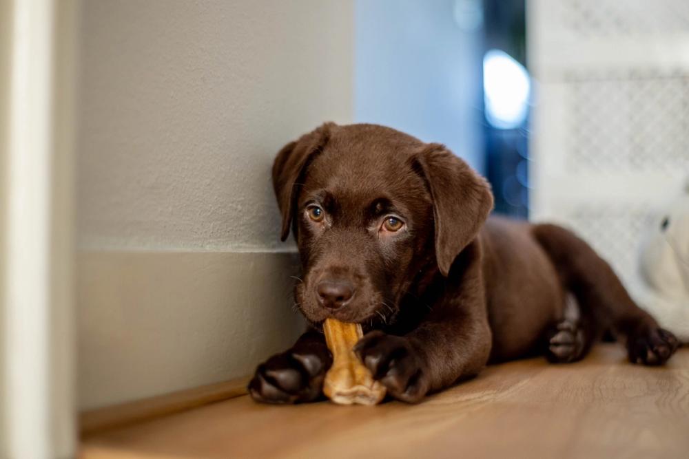 Chocolate lab puppy chewing a bone while lying on a wooden floor.