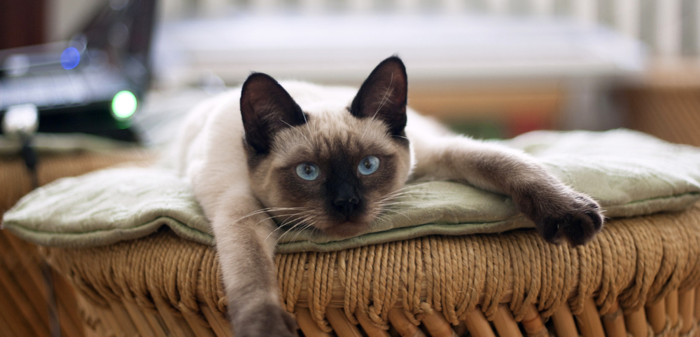 a siamese cat with blue eyes laying on a wicker stool a siamese cat with blue eyes laying on a wicker stool