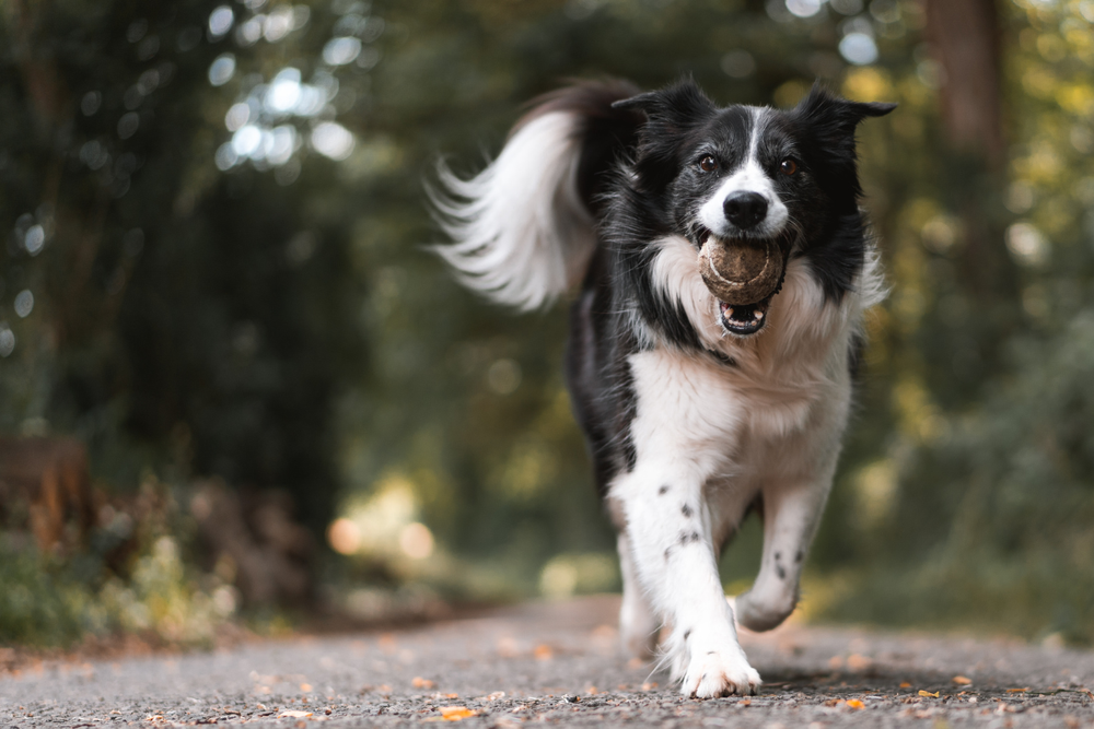 a black and white dog is running with a ball in its mouth a black and white dog is running with a ball in its mouth