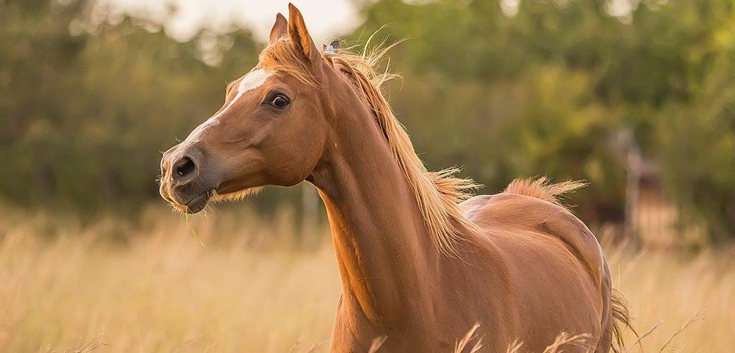 How to Care for Your Horse in Dry Weather