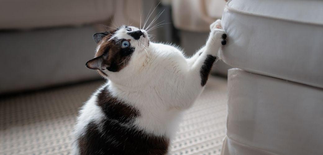 Furniture and felines Furniture and felines
