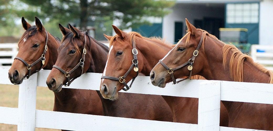 Tips to help keep visitors and horses safe