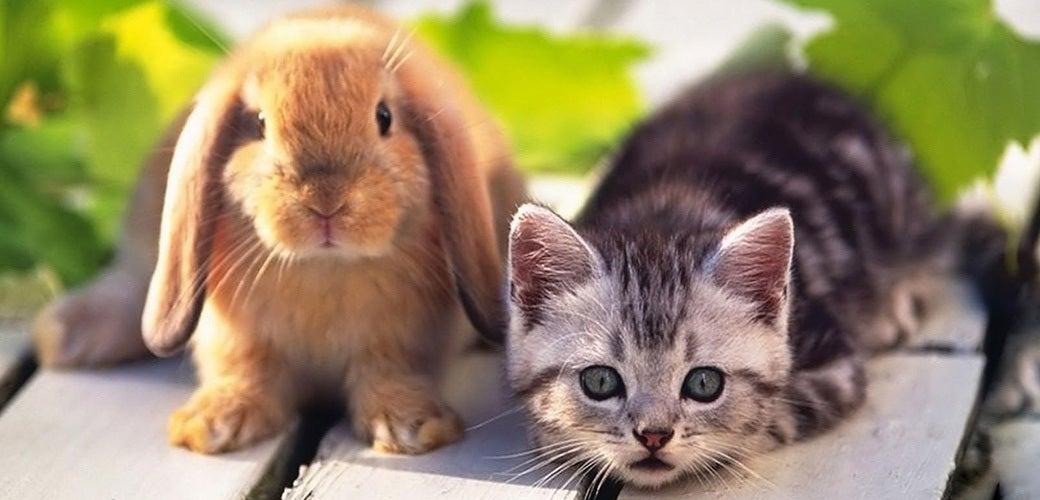 The Growing Popularity Of Rabbits