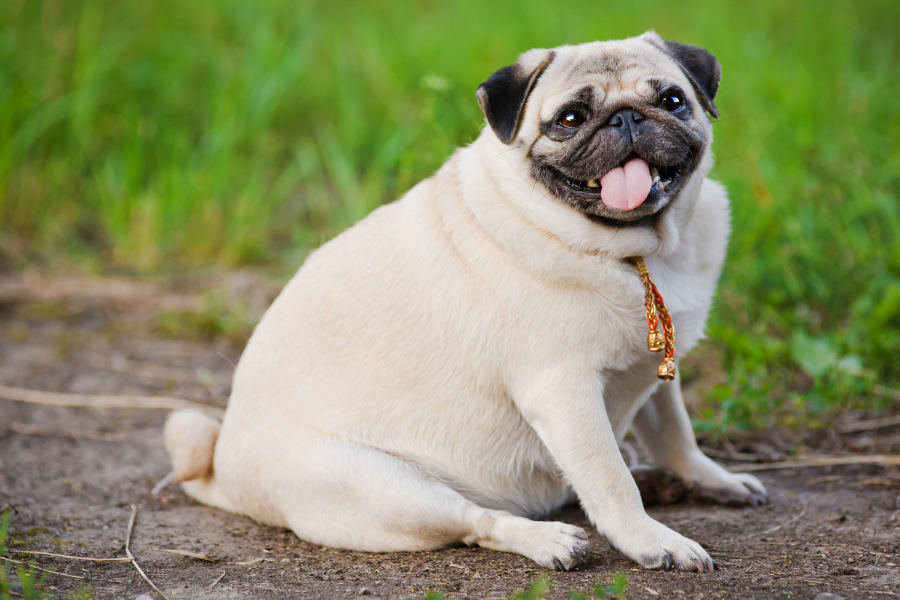 A smiling fawn pug with a bell collar sitting outdoors.