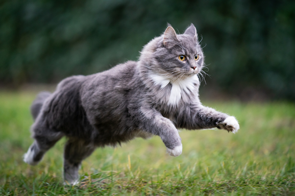 a gray and white cat is jumping in the grass