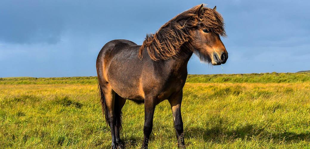 How to Care for Your Horse’s Teeth