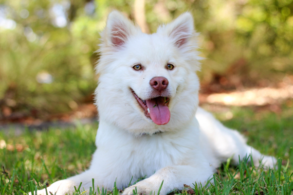 a white dog with a pink tongue laying in the grass a white dog with a pink tongue laying in the grass