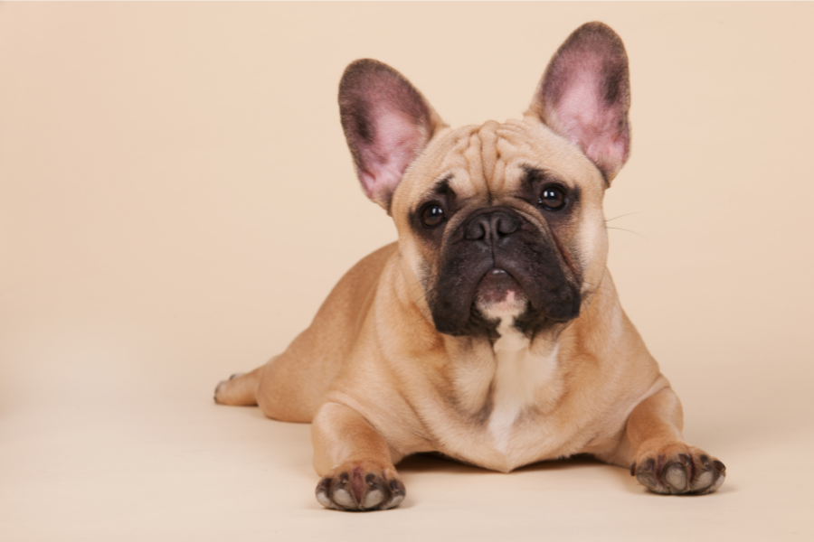 Fawn French Bulldog lying down on a beige background.