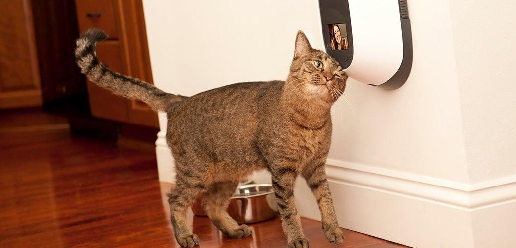 Pet Tech and Gadgets to Take you into the Future Pet Tech and Gadgets to Take you into the Future