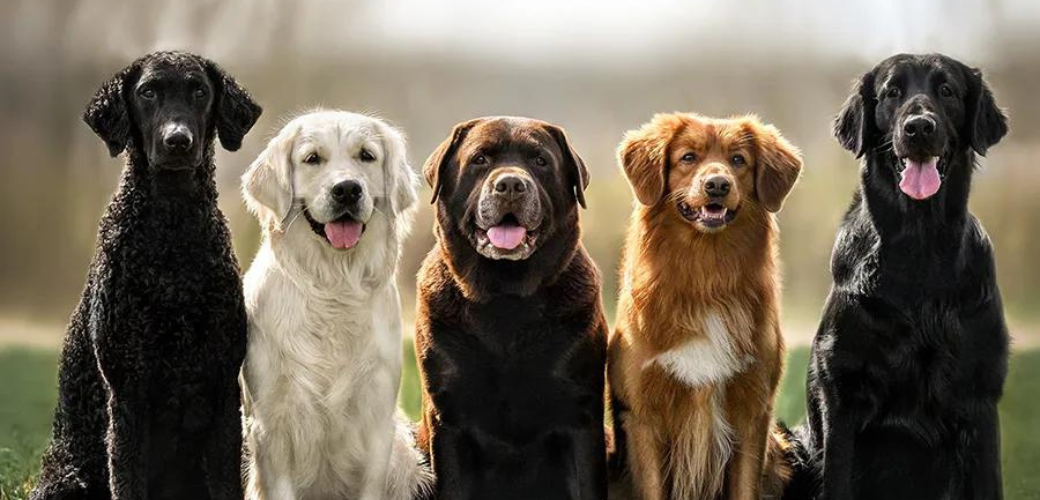 a group of dogs of different breeds are sitting next to each other in a field .