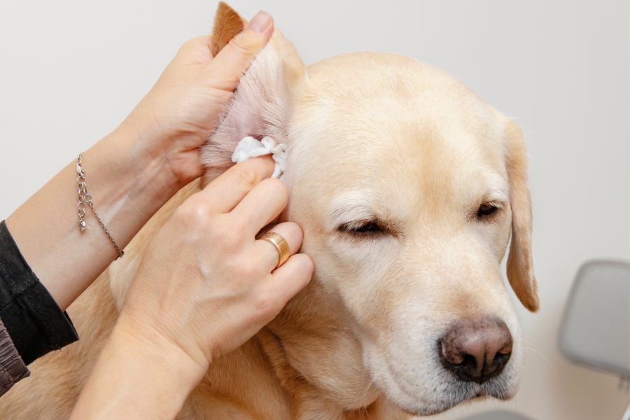 A person's hands cleaning the ear of a yellow Labrador dog with a white cotton pad.