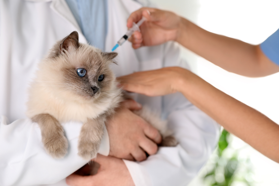 A fluffy cat receiving an injection from a veterinarian.