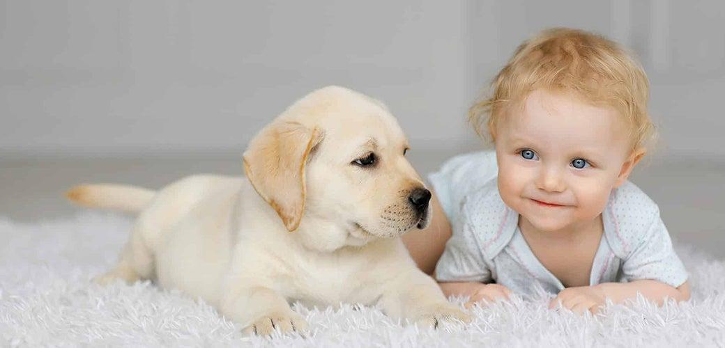 How to Bring Your Pets and New Baby Together