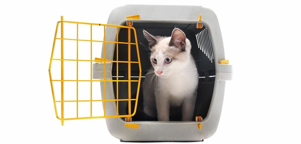 Cat Carrier Tips Cat Carrier Tips