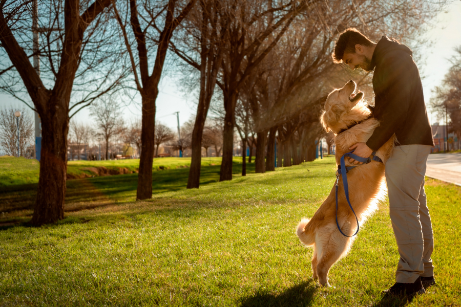 A man holds a Golden Retriever standing on its hind legs in a sunny park. A man holds a Golden Retriever standing on its hind legs in a sunny park.