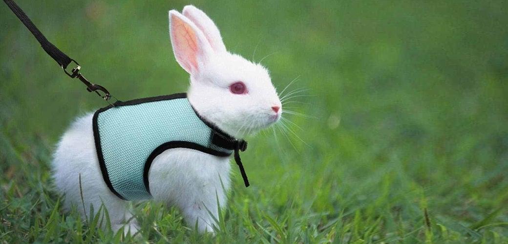Leash Train Your Rabbit? Leash Train Your Rabbit?