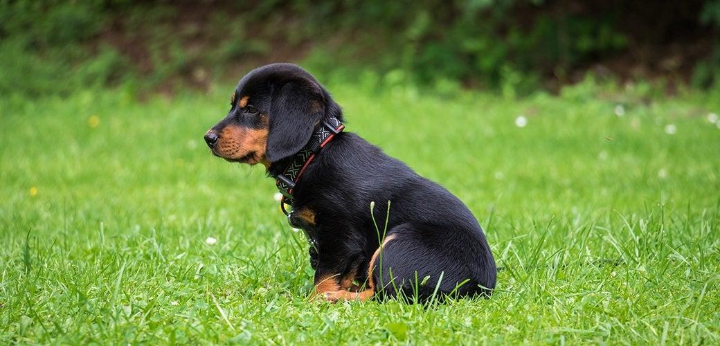 Don’t Lose Your Pet, Use a Microchip Don’t Lose Your Pet, Use a Microchip