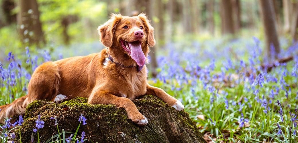 Your Dog’s Bad Breath Could be a Warning Sign Your Dog’s Bad Breath Could be a Warning Sign