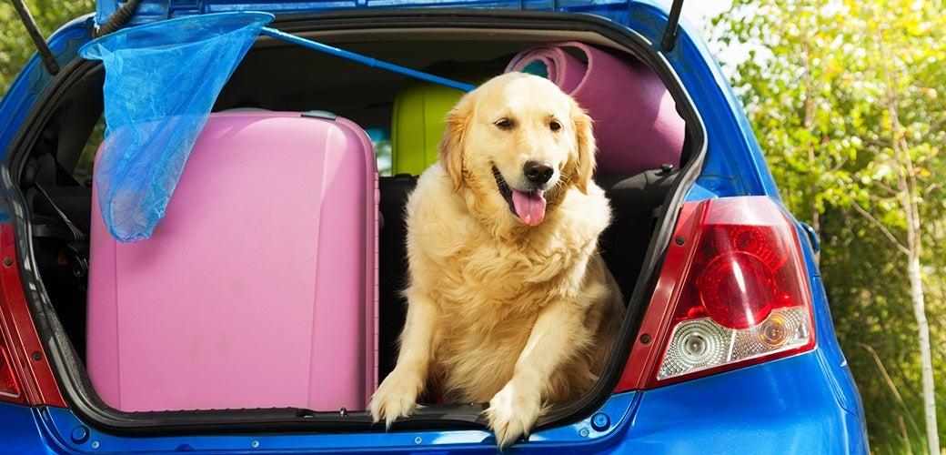 Summer Road Trips With Dogs