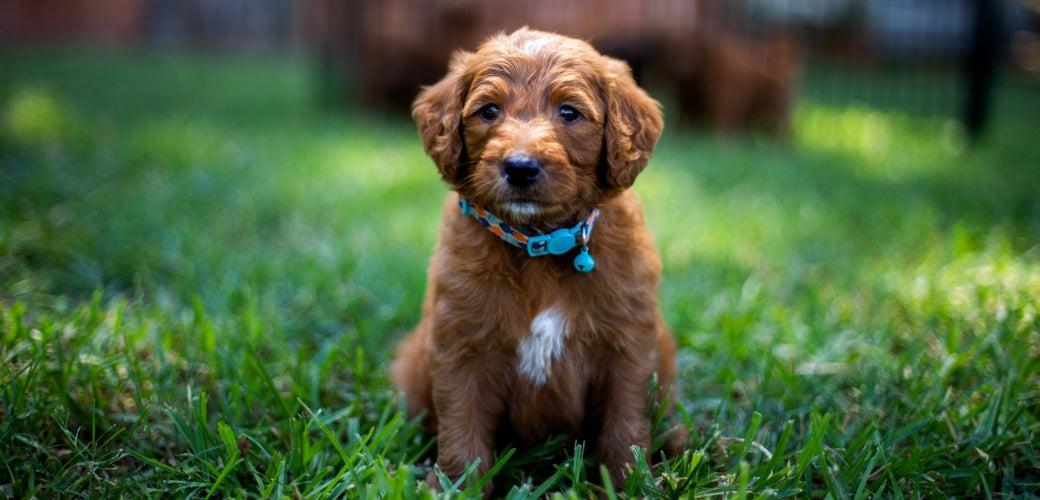 Signs Your Dog Loves You, According to Vets Signs Your Dog Loves You, According to Vets