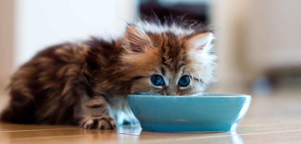 Nourish Your Cat With Wet or Dry Food Nourish Your Cat With Wet or Dry Food