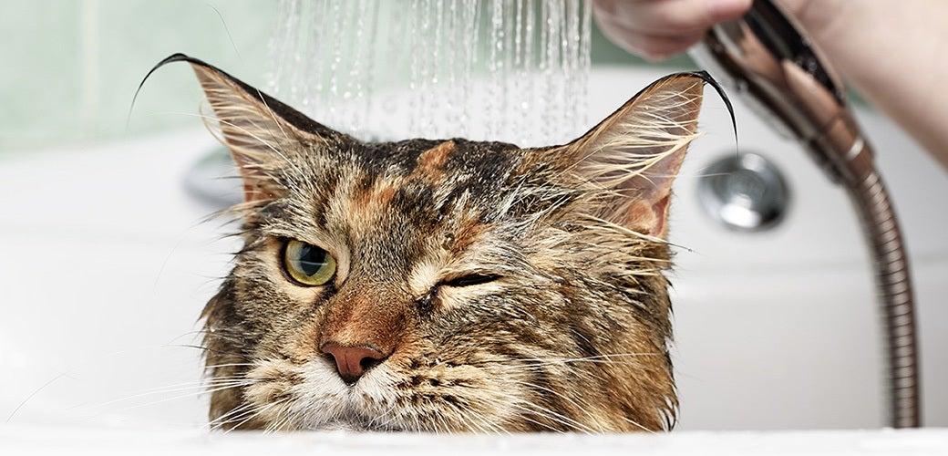 How to survive giving your cat a bath