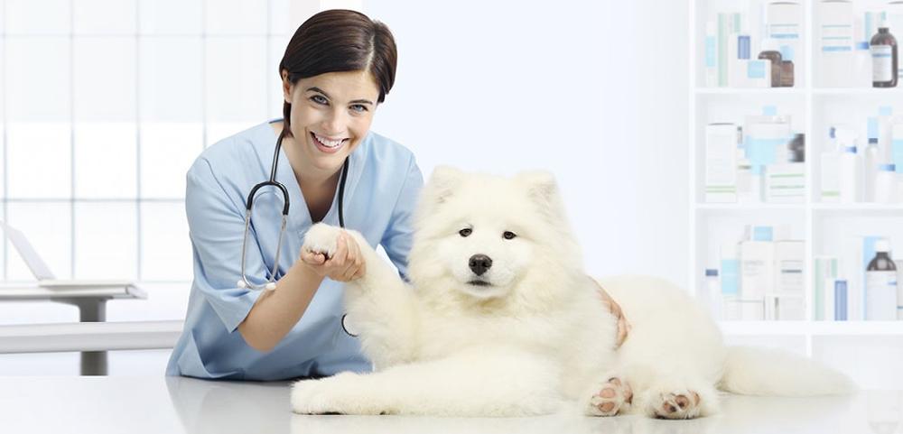 a female veterinarian is giving a white dog a high five .