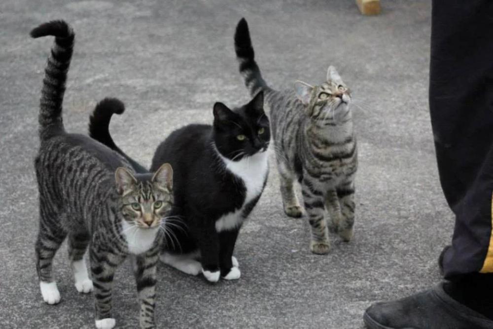 three cats are standing next to each other on the ground .