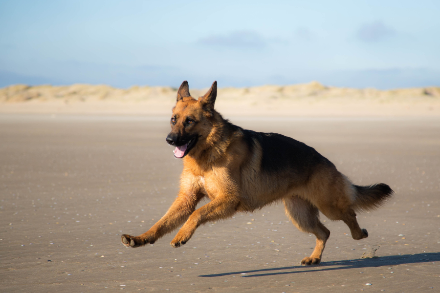 A German Shepherd dog running on a sandy beach.