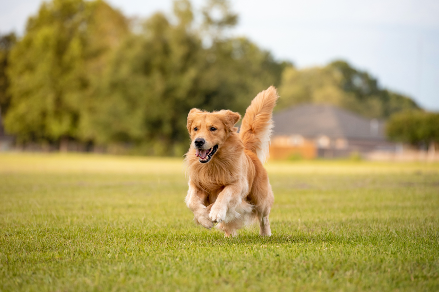 A happy Golden Retriever runs across a grassy field.