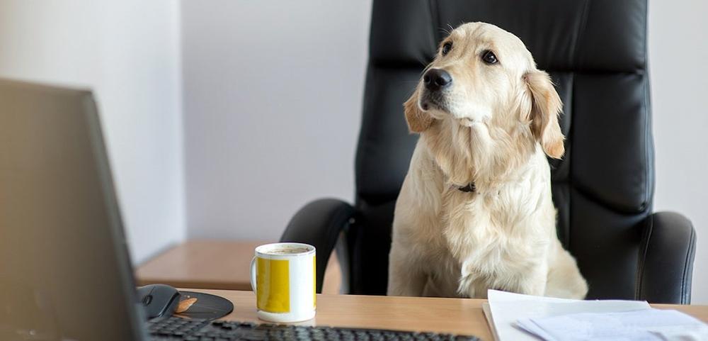 a dog is sitting in an office chair looking at a laptop . a dog is sitting in an office chair looking at a laptop .