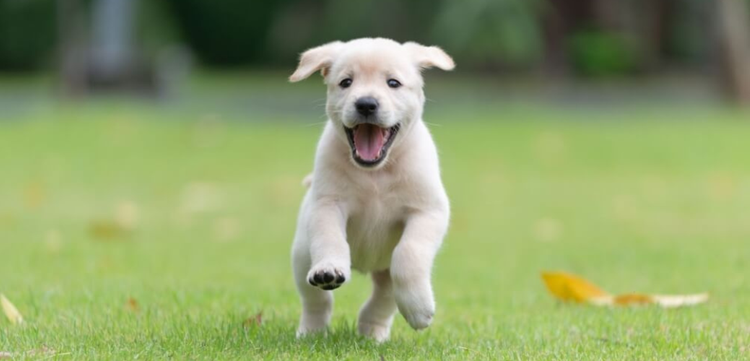 Exercising puppies