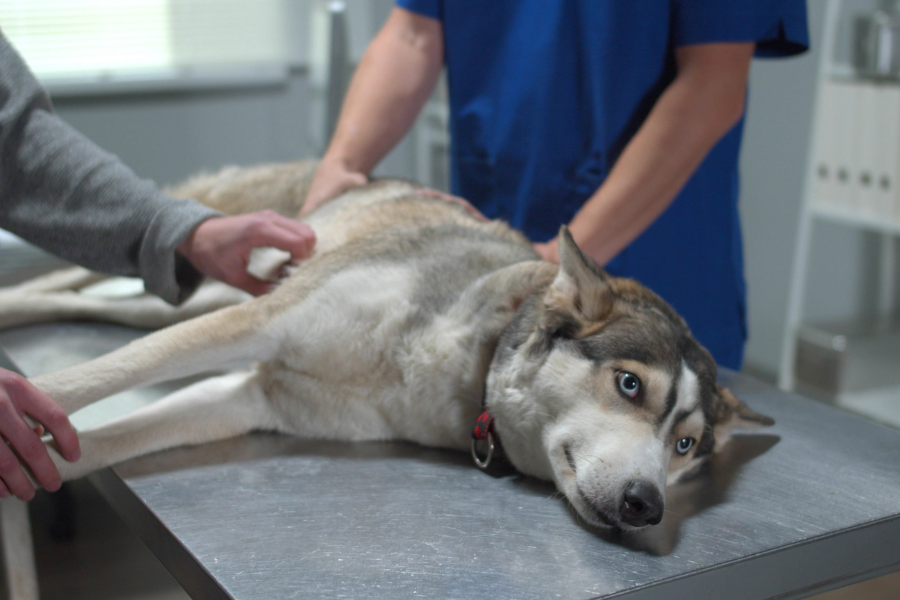 A Husky dog with blue eyes lies on an examination table as two people examine it.