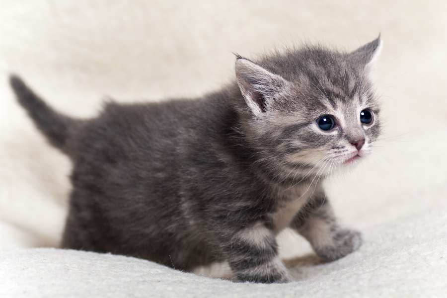 A tiny grey tabby kitten with wide blue eyes walks on a soft white surface.