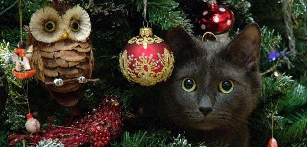 A Safe Christmas For Your Pets A Safe Christmas For Your Pets