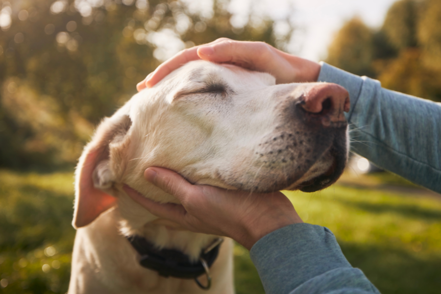 Hands gently petting a light-colored dog with its eyes closed.